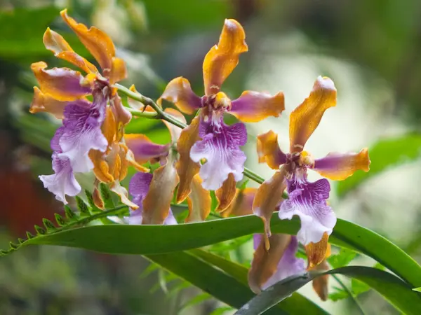 Flores de primavera en la selva