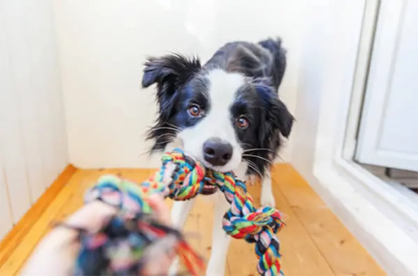 Juegos y ejercicio: claves para cuidar a una mascota