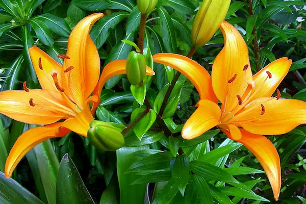 Retos en la conservación de las flores de primavera