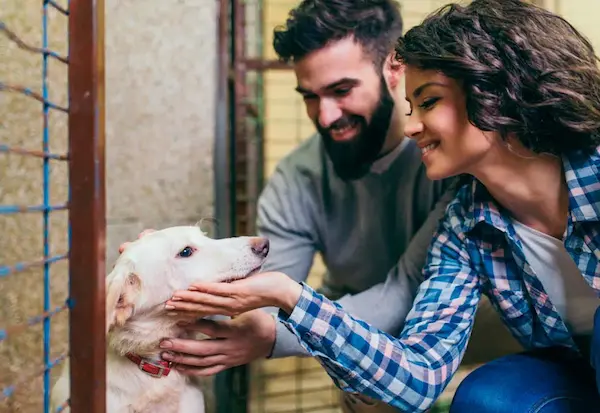 Adopción responsable: un compromiso de por vida para cuidar a una mascota