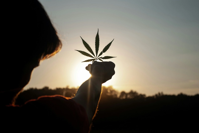 beneficios del cannabis en la salud