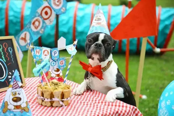 Show Happy Kids y su apuesta por las fiestas para mascotas