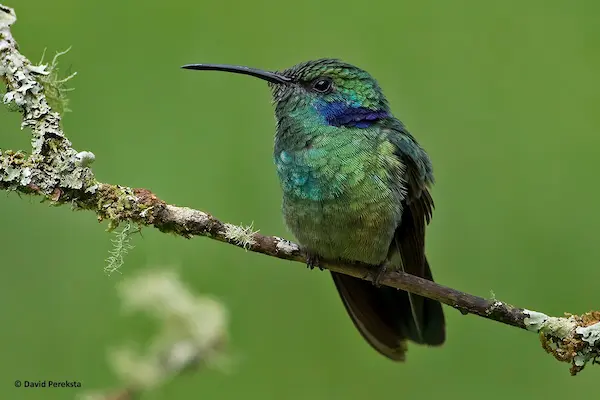 animales andinos del Perú colibrí andino polinización aves montaña