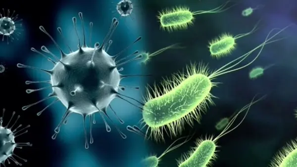 enfermedades causadas por bacterias definición microorganismos infección cuerpo humano