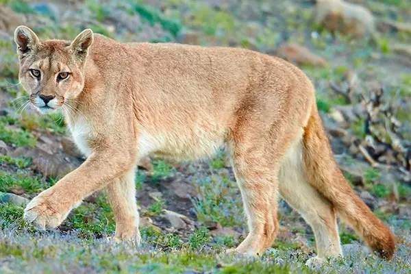 animales andinos del Perú puma andino depredador montaña ecosistema