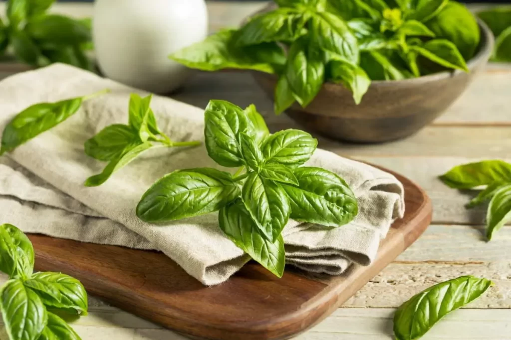 Albahaca