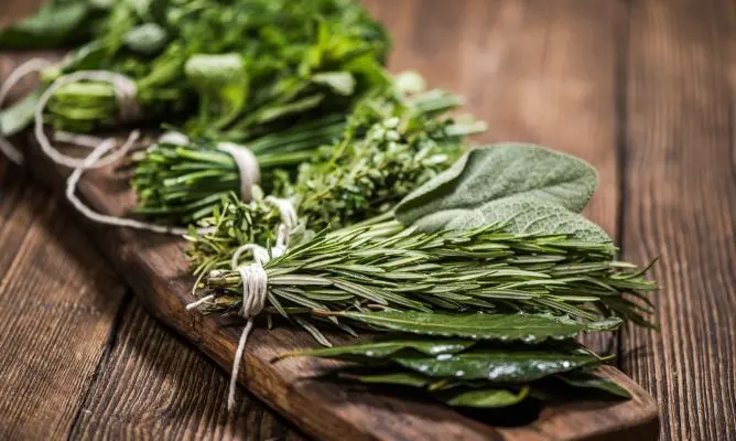 Albahaca