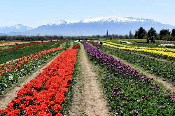 Flores de primavera: conoce las más emblemáticas del Perú