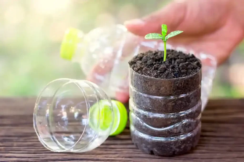 Rellena con tierra y planta