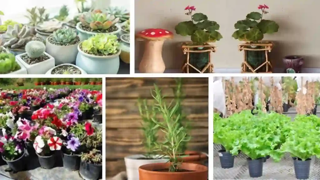 plantas son ideales para macetas con botellas