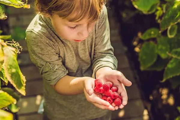 Que son los superalimentos