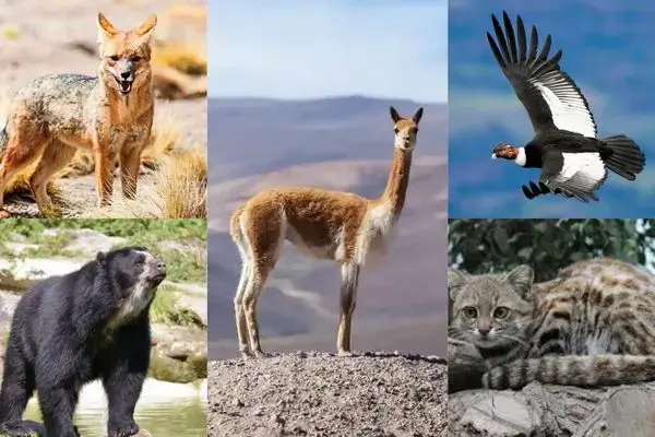 animales andinos del Perú biodiversidad Andes fauna altoandina ecosistemas Perú